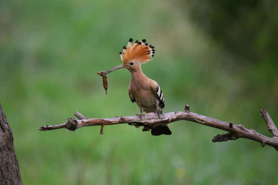 Ein Wiedehopf sitzt mit einem Insekt im Schnabel auf einem Ast.